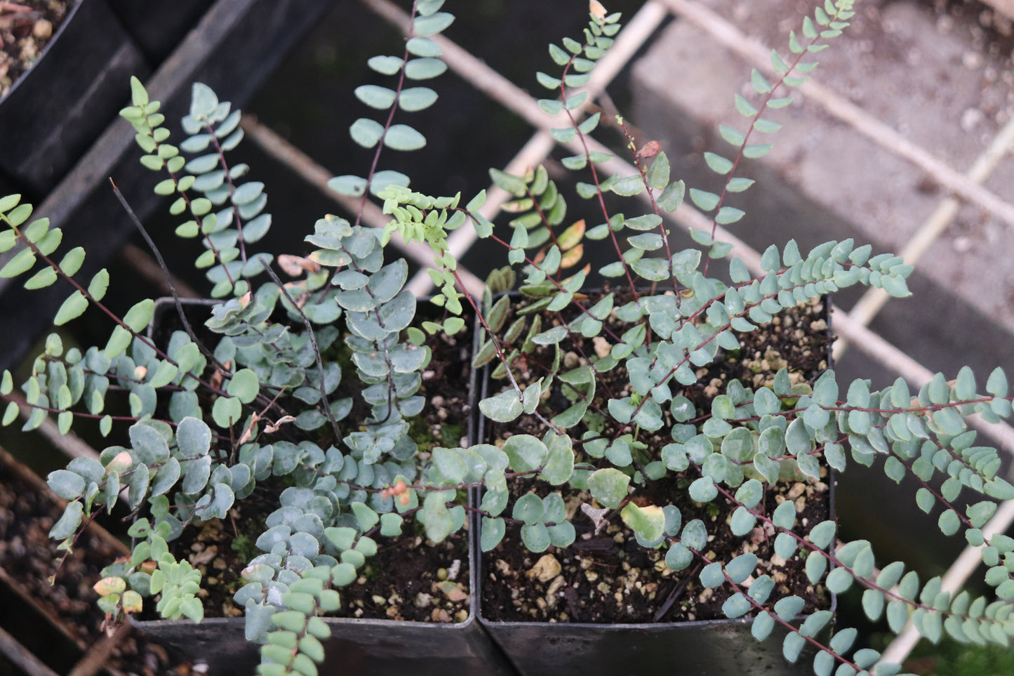 Pellaea bridgesii [Wallowa Co., OR]