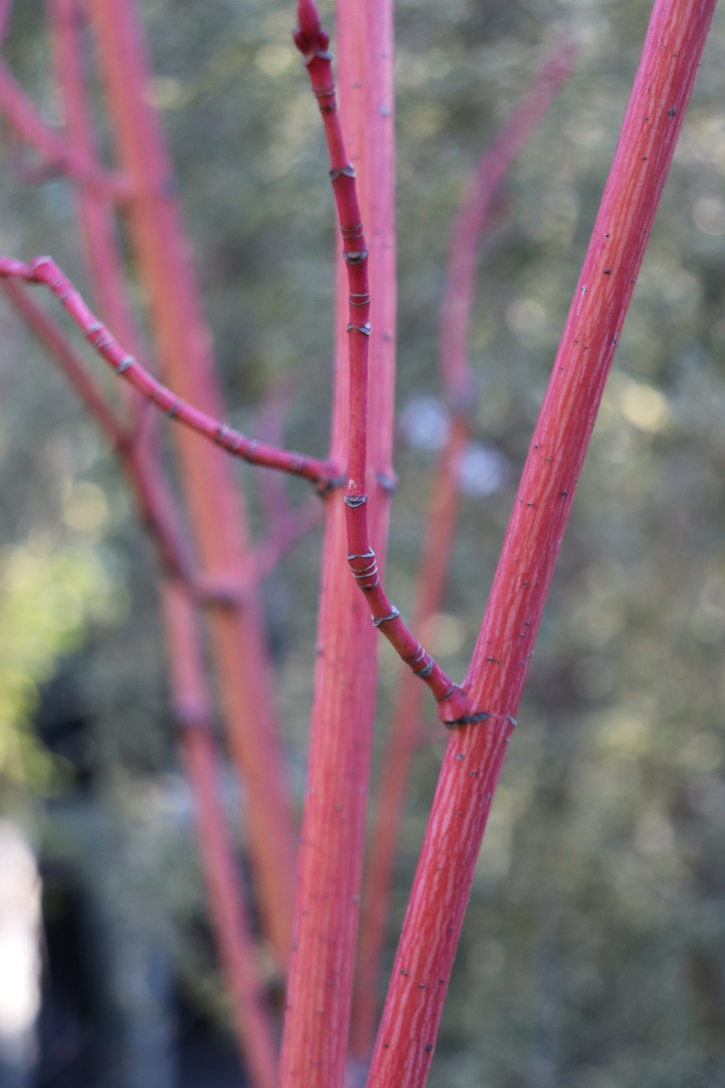 *RETAIL - Acer rufinerve 'Winter Gold'