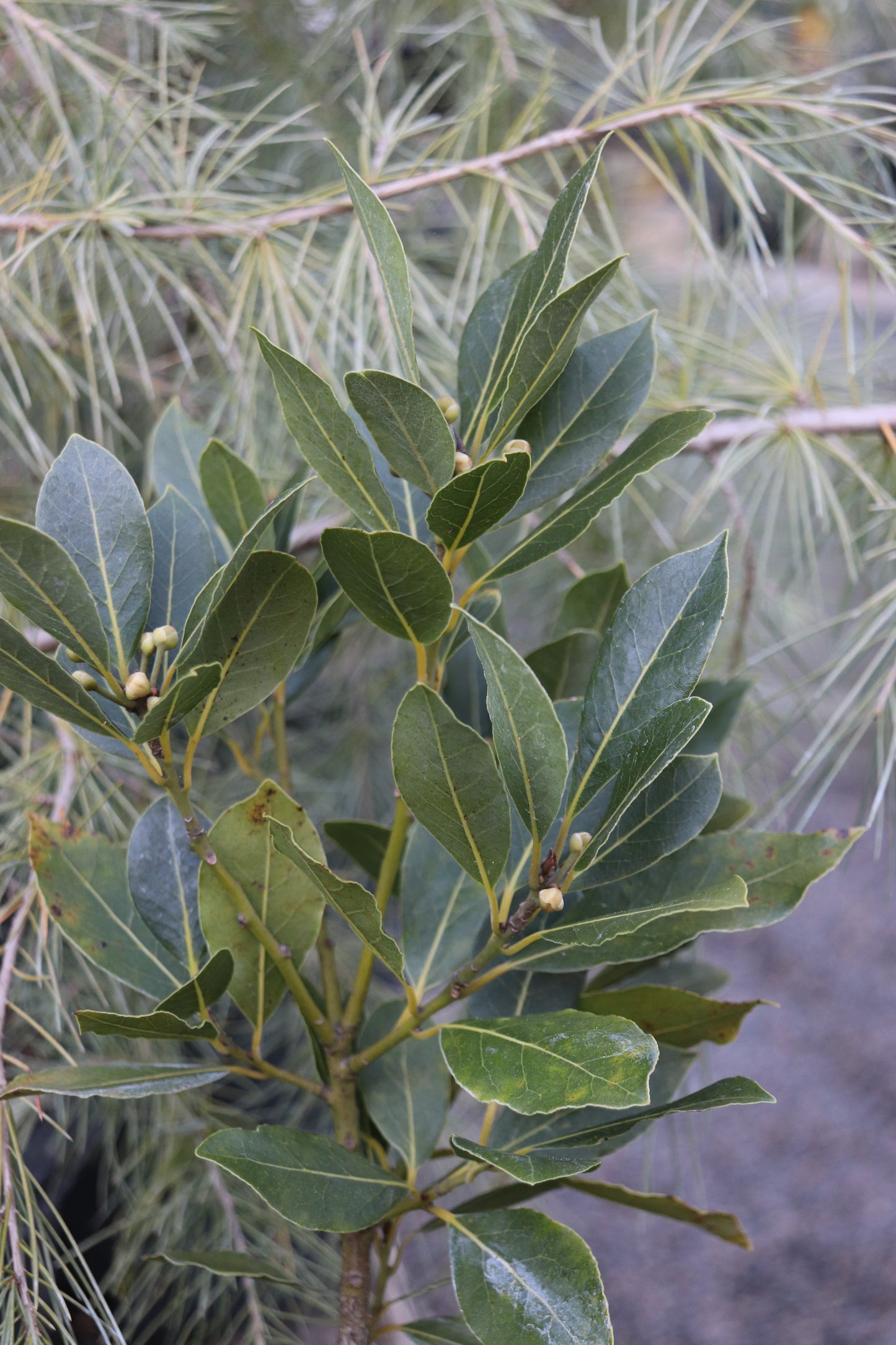 *RETAIL - Laurus nobilis