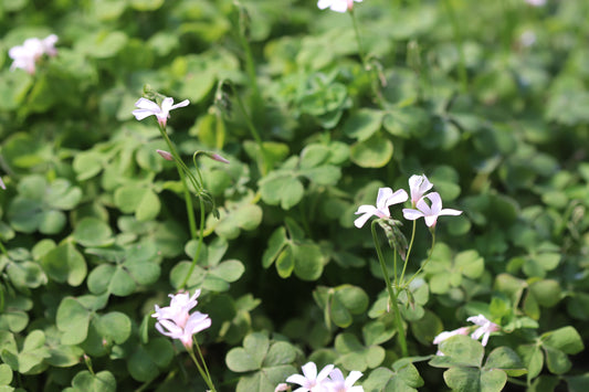 Oxalis crassipes 'White Pearl'