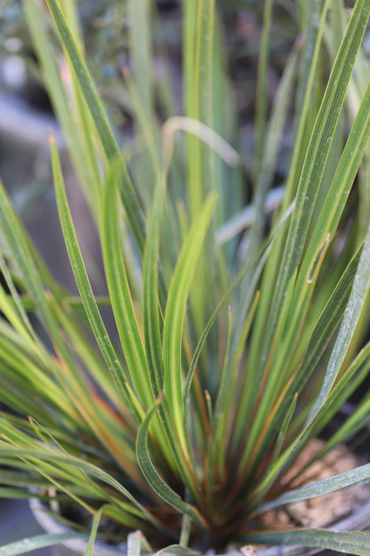 *RETAIL - Libertia grandiflora