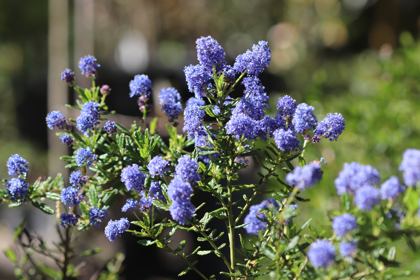 *RETAIL - Ceanothus 'Concha'