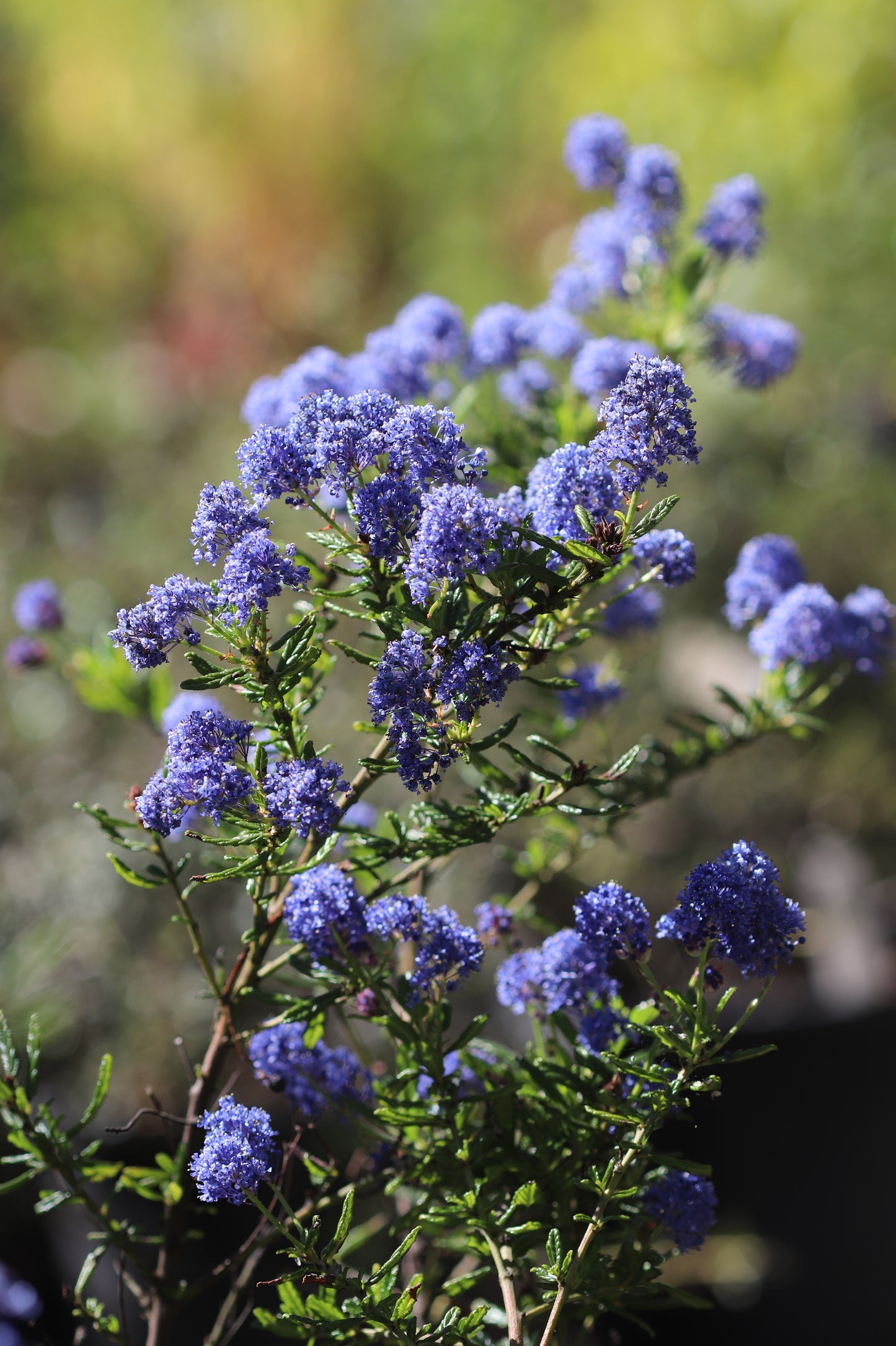 *RETAIL - Ceanothus 'Concha'