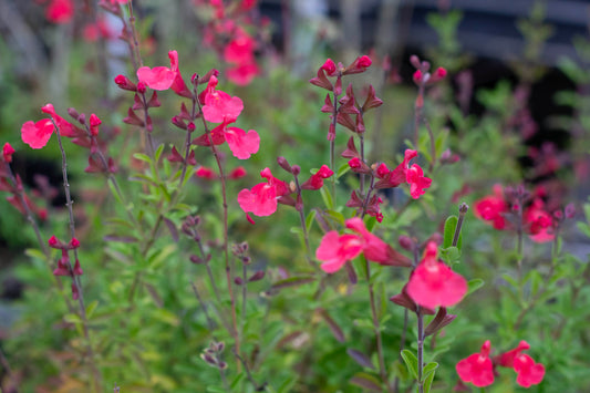 Salvia greggii 'Fire Dancer'