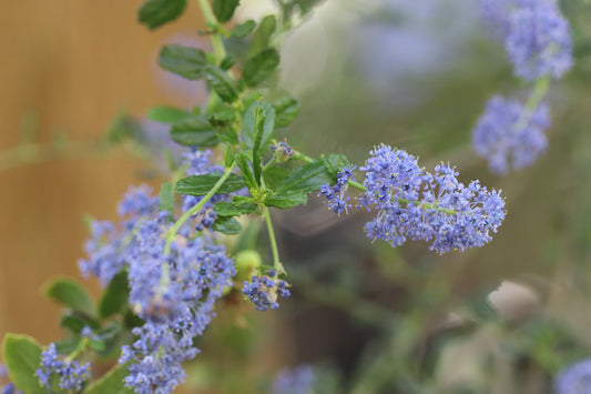 *RETAIL - Ceanothus dentatus 'Bluette'