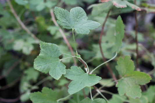 Ribes malvaceum 'Montara Rose'