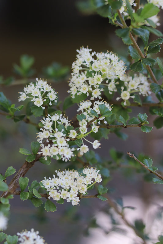 *RETAIL - Ceanothus rigidus 'Snowball'