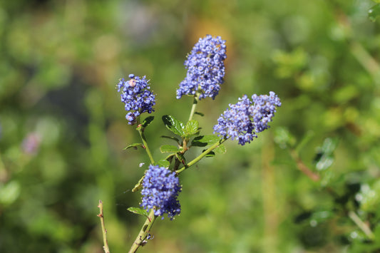 *RETAIL - Ceanothus 'Frosty Blue'