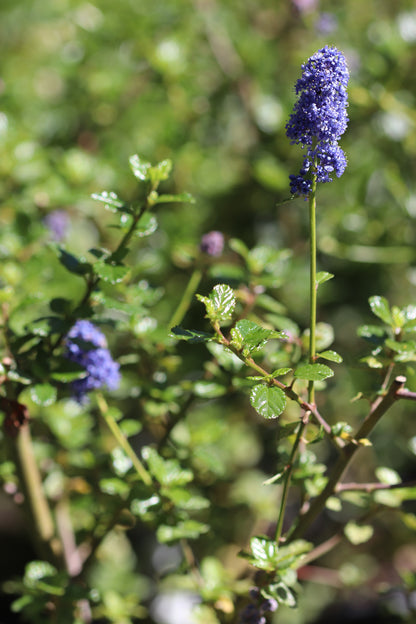 *RETAIL - Ceanothus 'Frosty Blue'