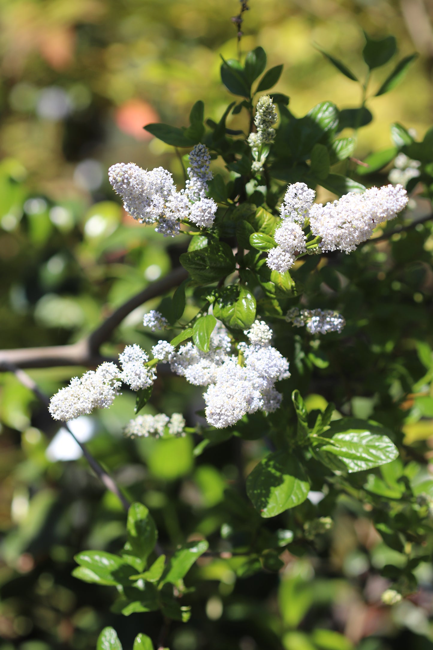 *RETAIL - Ceanothus 'Phoebe’s Disappointment'