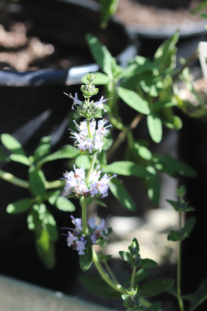 Salvia 'Calamity Jane'