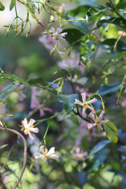 *RETAIL - Trachelospermum jasminoides 'Partly Cloudy'