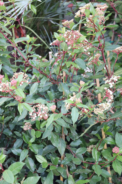 *RETAIL - Viburnum tinus var. robusta