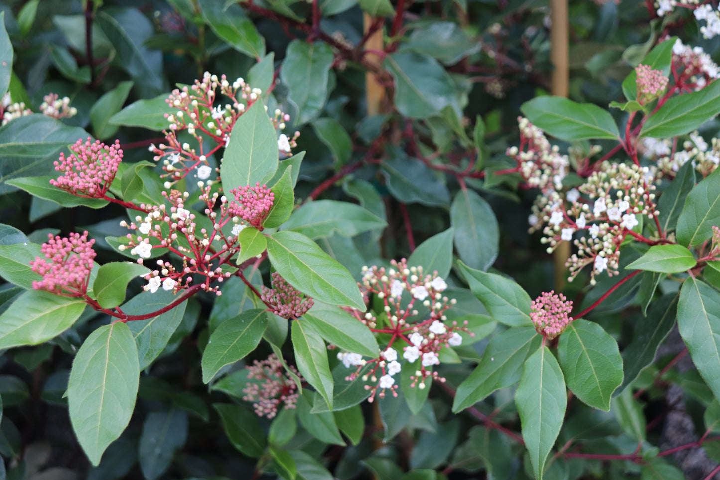 *RETAIL - Viburnum tinus var. robusta