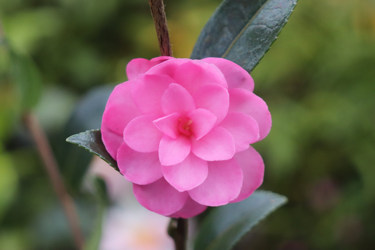 *RETAIL - Camellia sasanqua 'Lil Rose'