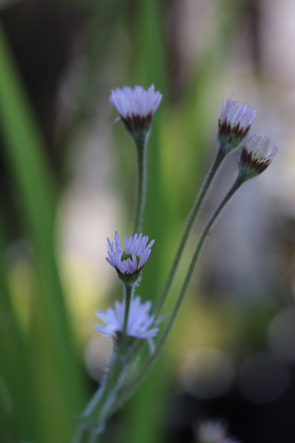 *RETAIL - Erigeron pulchellus 'Meadow Muffin'