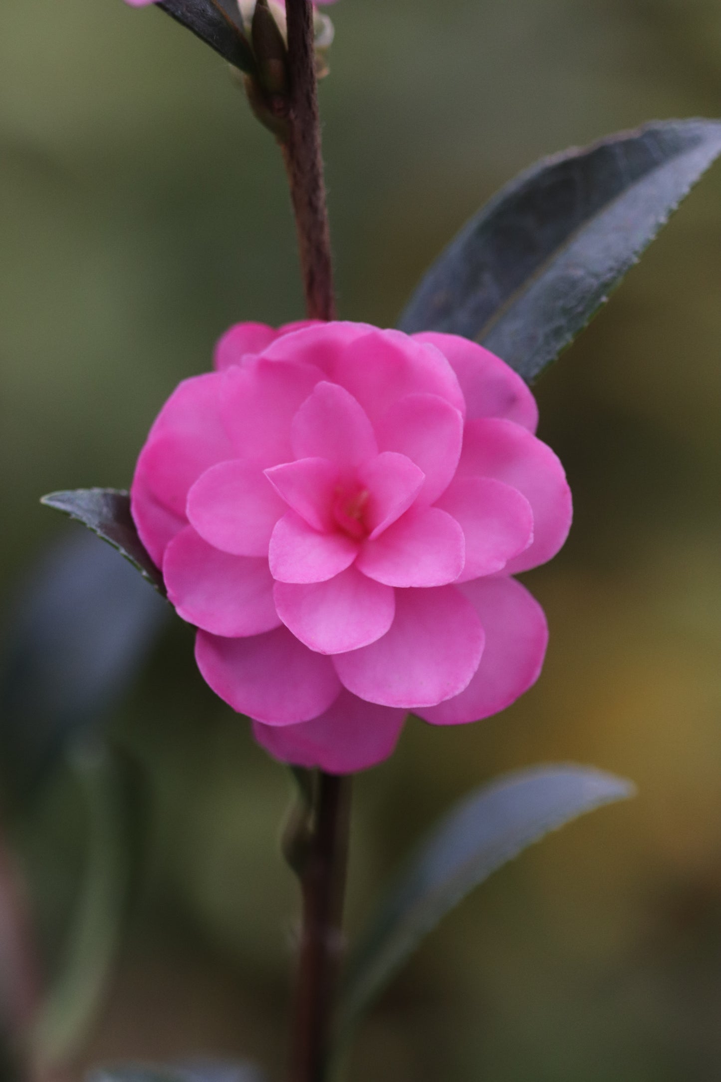*RETAIL - Camellia sasanqua 'Lil Rose'