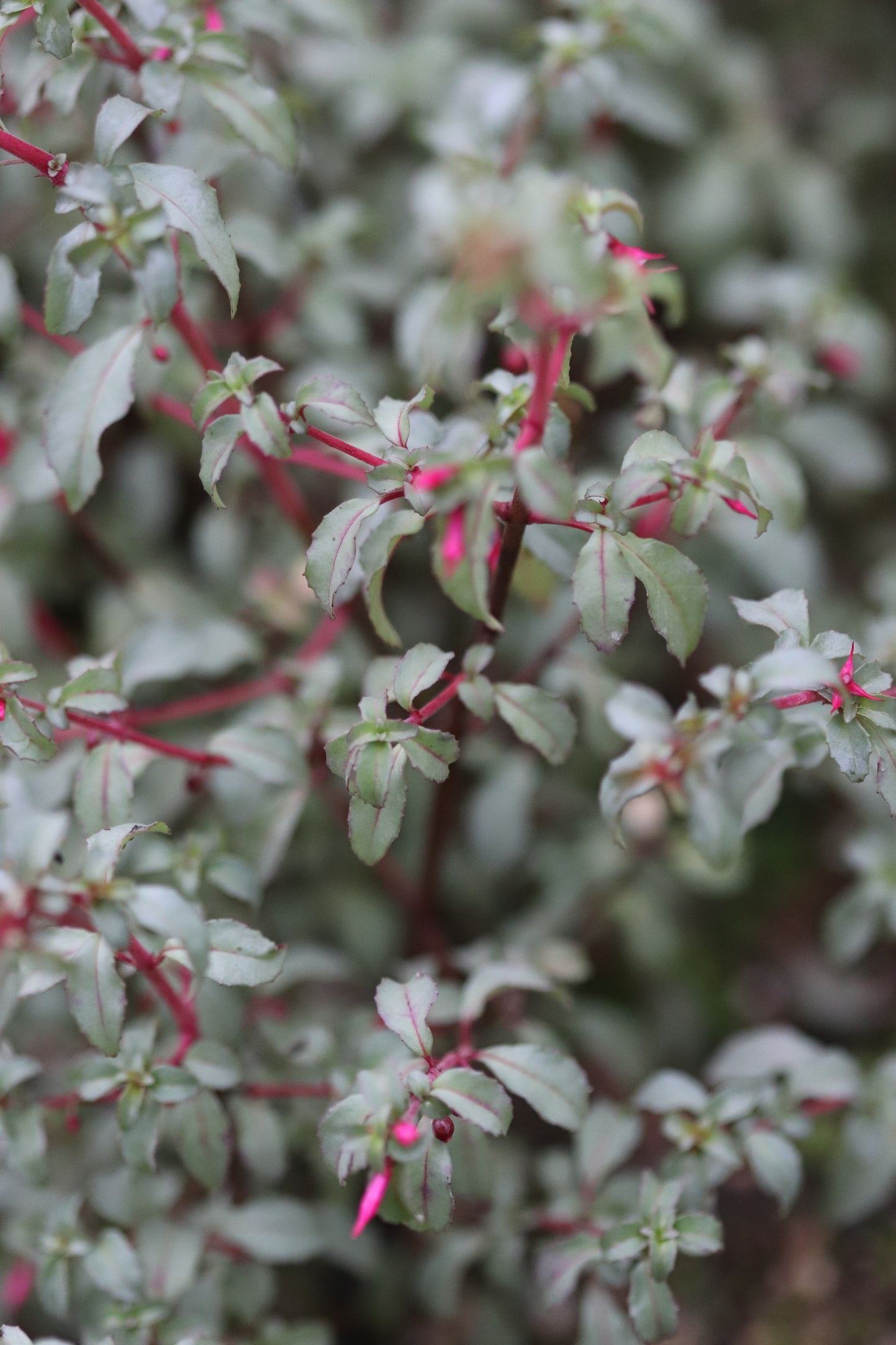 *RETAIL - Fuchsia microphylla 'Silver Lining'