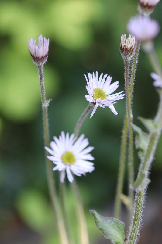 *RETAIL - Erigeron pulchellus 'Meadow Muffin'