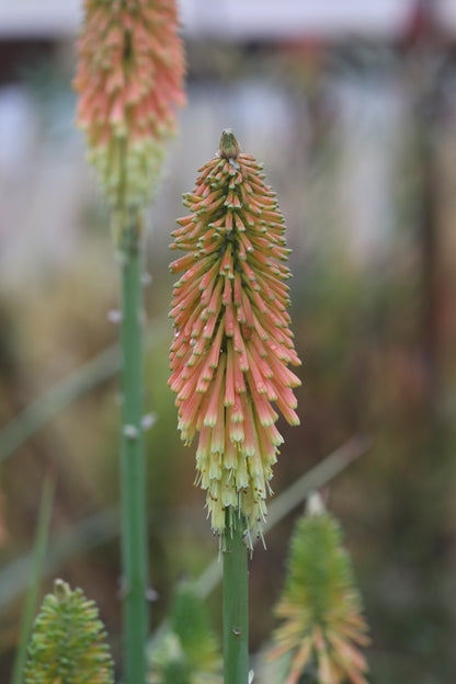 *RETAIL - Kniphofia 'Christmas Cheer'