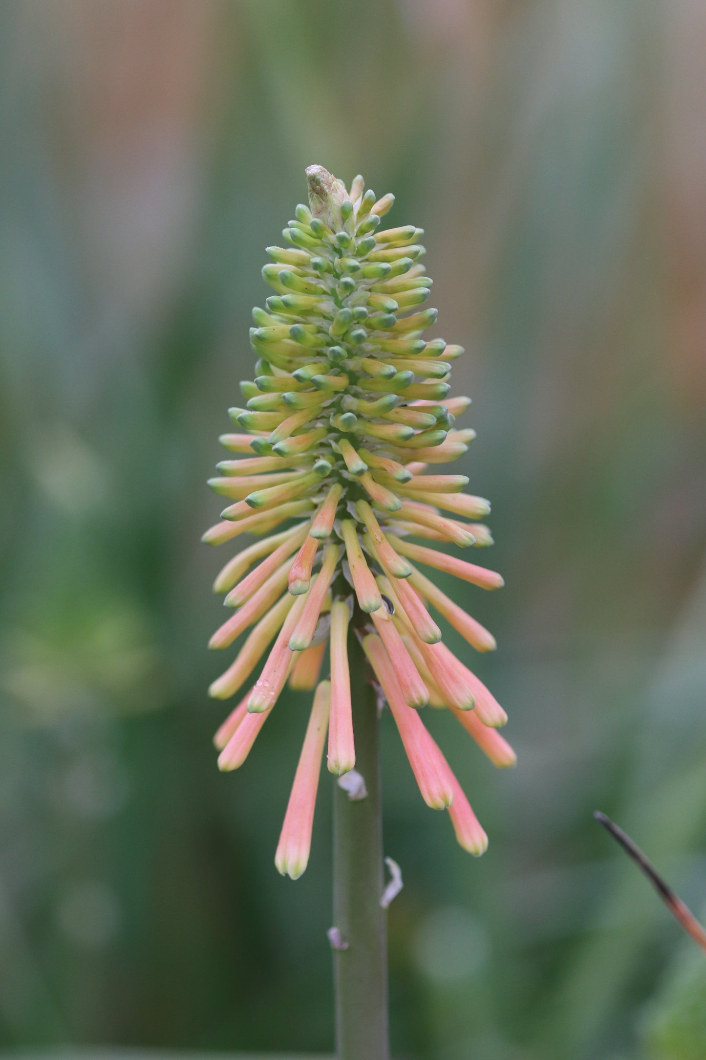 *RETAIL - Kniphofia 'Christmas Cheer'