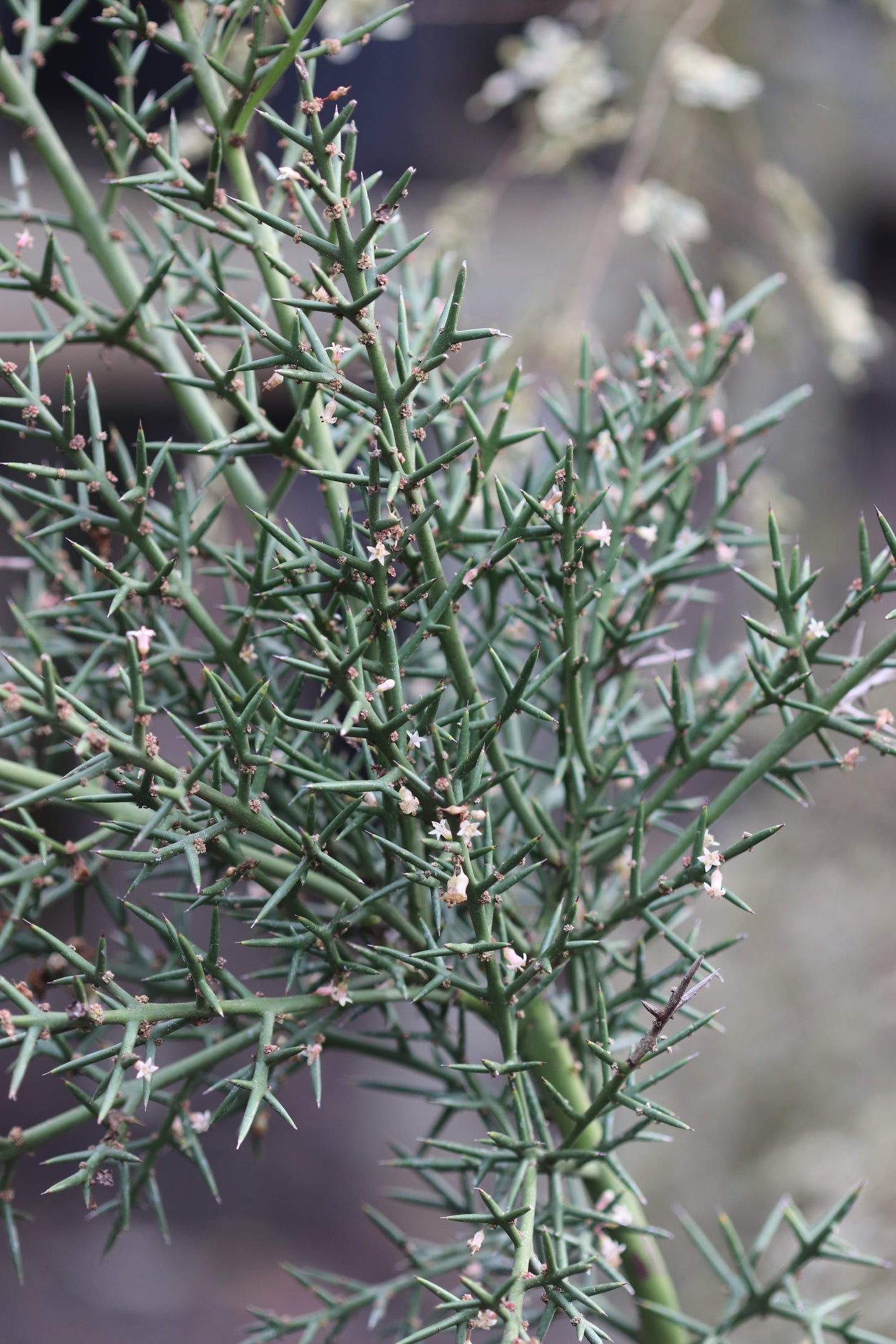 *RETAIL - Colletia hystrix