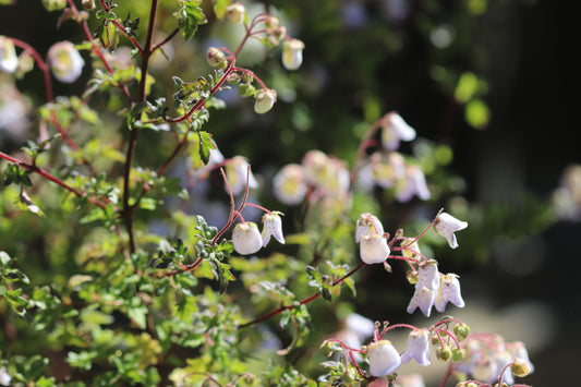 *RETAIL - Jovellana violacea