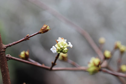 *RETAIL - Viburnum farreri 'Candidissimum'