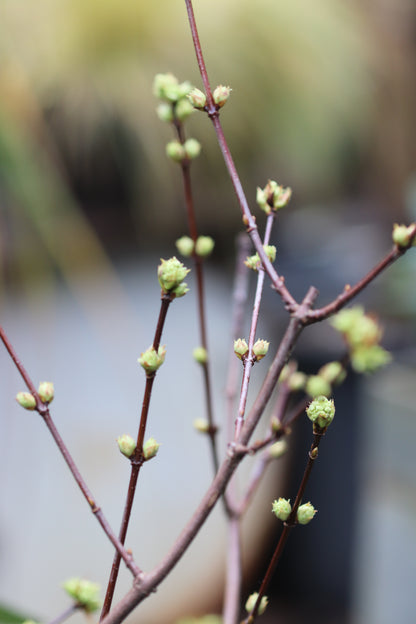 *RETAIL - Viburnum farreri 'Candidissimum'