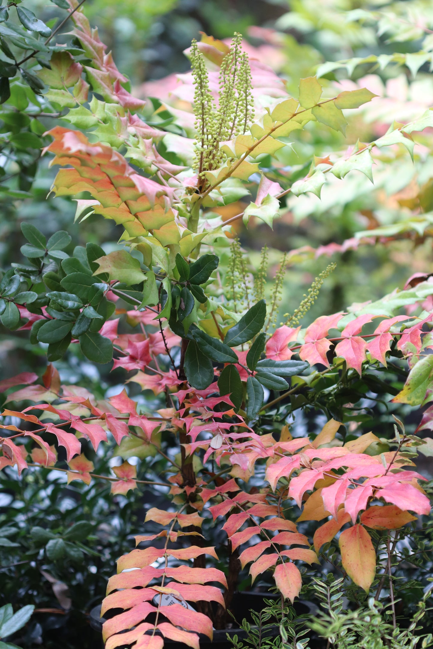 *RETAIL - Mahonia x media 'Arthur Menzies'