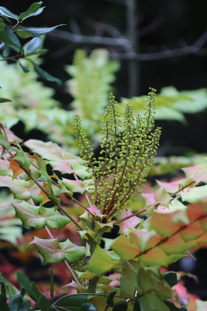 *RETAIL - Mahonia x media 'Arthur Menzies'