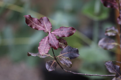 *RETAIL - Pittosporum tenuifolium 'Atropurpureum'