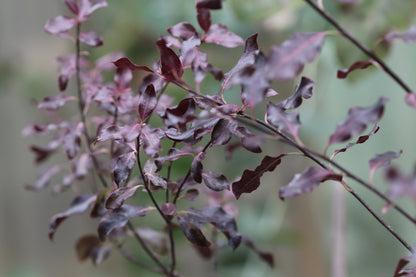 *RETAIL - Pittosporum tenuifolium 'Atropurpureum'