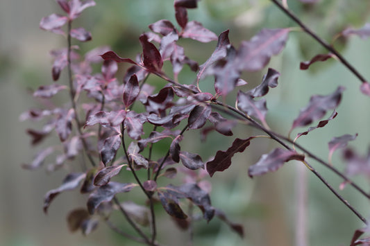 *RETAIL - Pittosporum tenuifolium 'Atropurpureum'