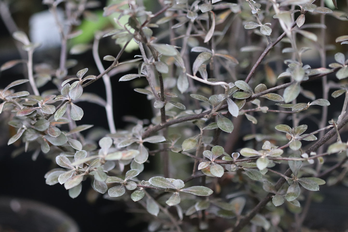 *RETAIL - Corokia x virgata 'Phantom'