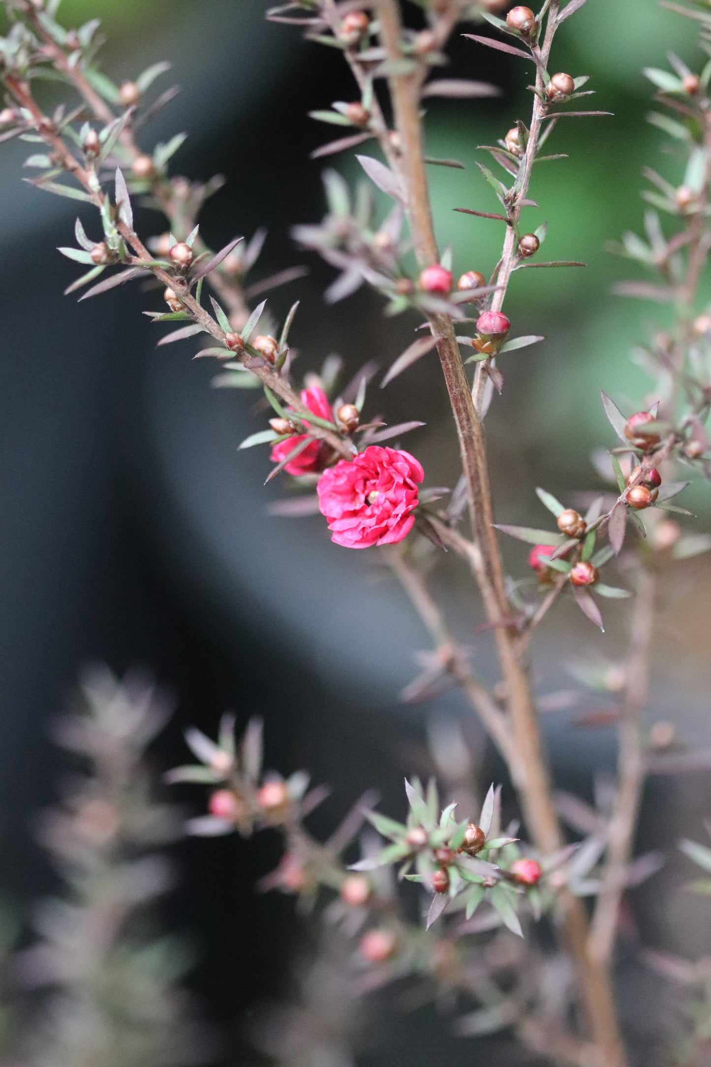 *RETAIL - Leptospermum scoparium 'Ruby Glow'