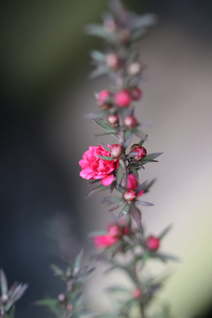 *RETAIL - Leptospermum scoparium 'Ruby Glow'