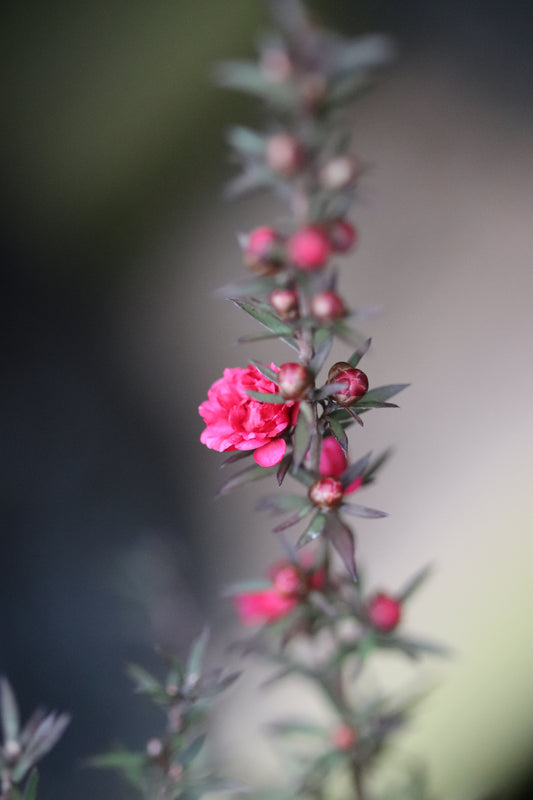 *RETAIL - Leptospermum scoparium 'Ruby Glow'