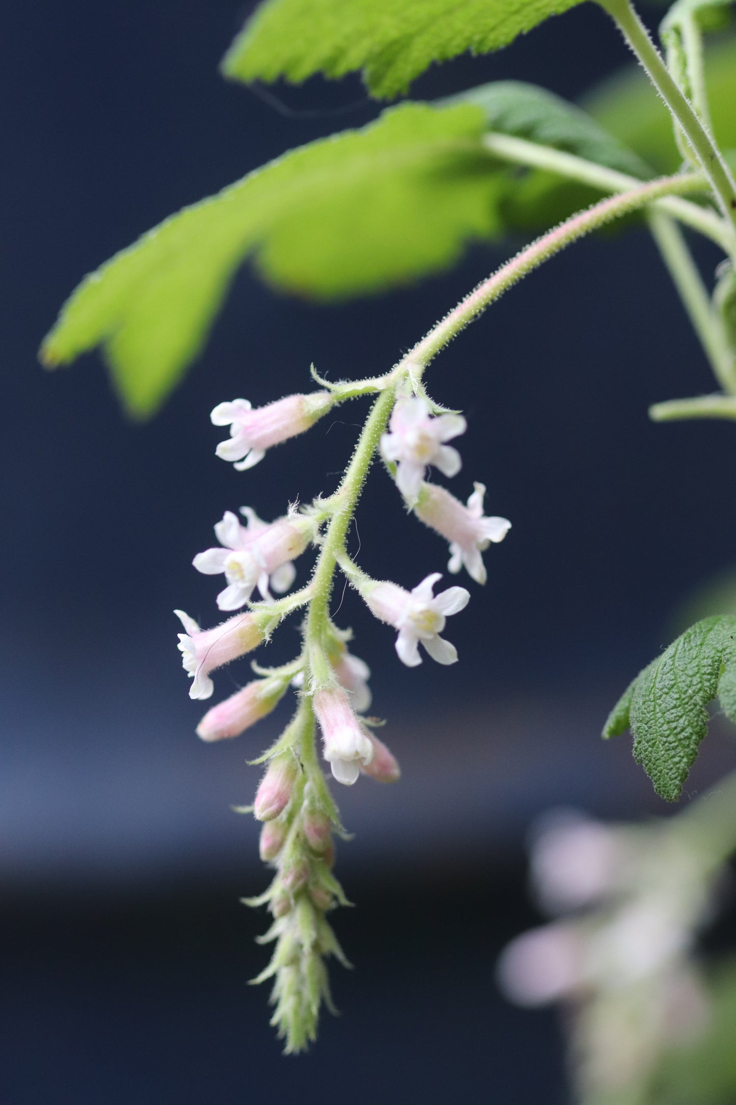 *RETAIL - Ribes malvaceum 'Dancing Tassels'