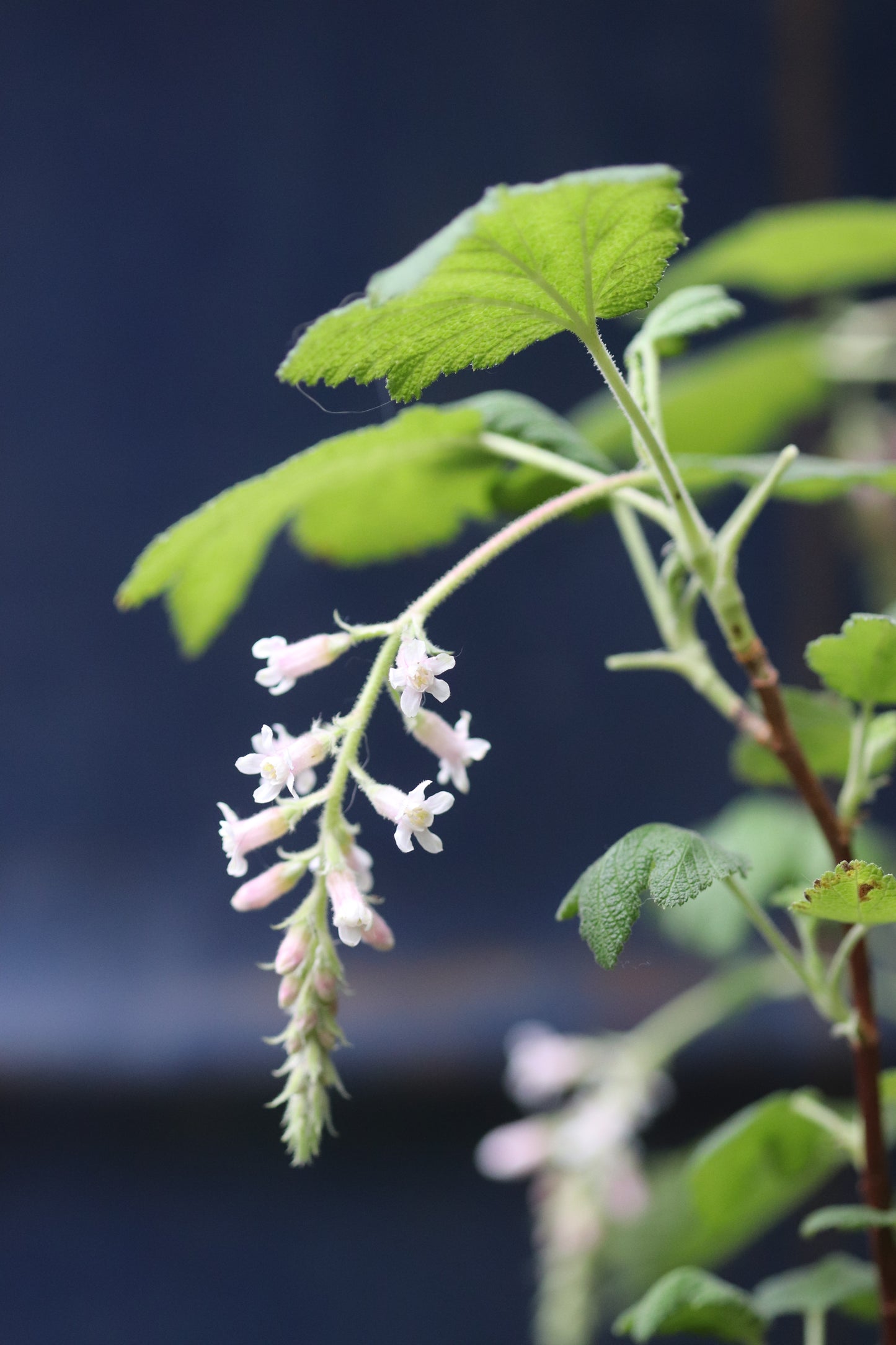 *RETAIL - Ribes malvaceum 'Dancing Tassels'