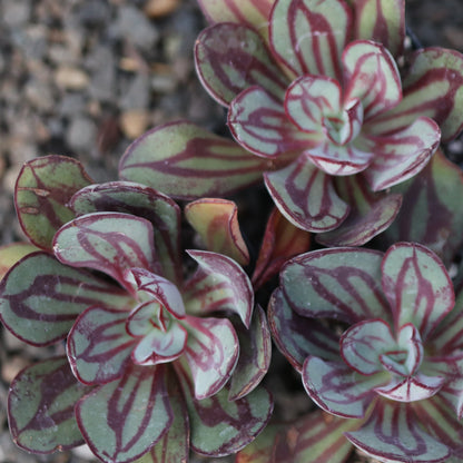 *RETAIL - Echeveria nodulosa 'Benitsukasa'