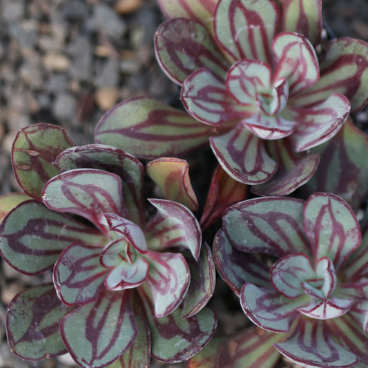*RETAIL - Echeveria nodulosa 'Benitsukasa'