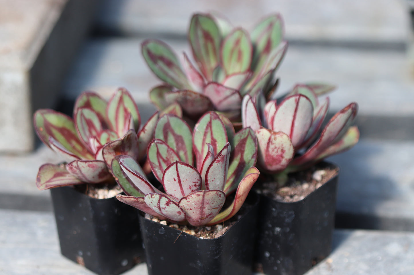 *RETAIL - Echeveria nodulosa 'Benitsukasa'