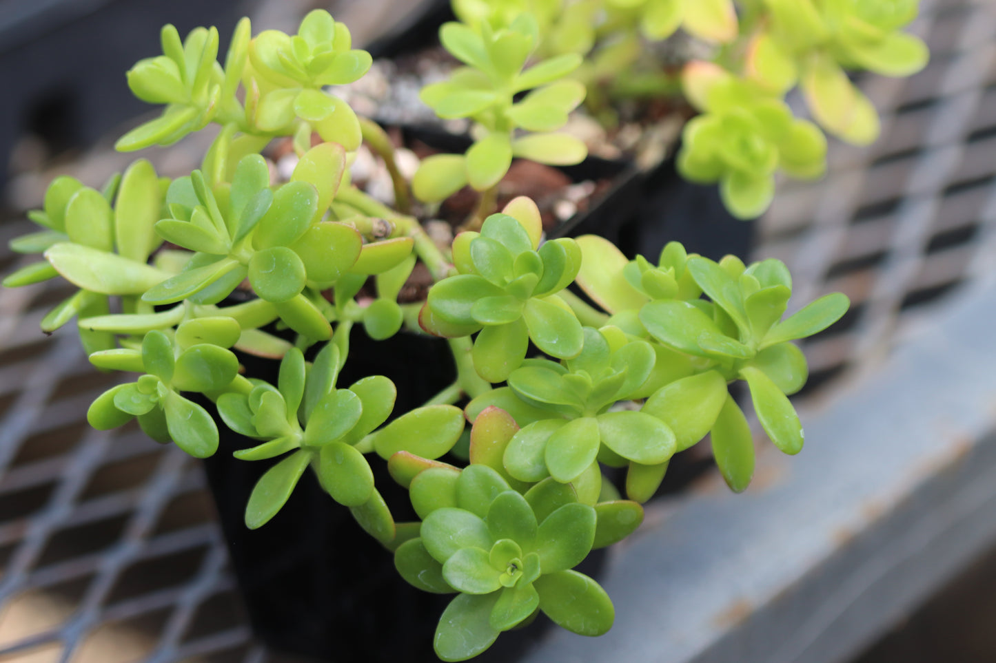 *RETAIL - Sedum confusum