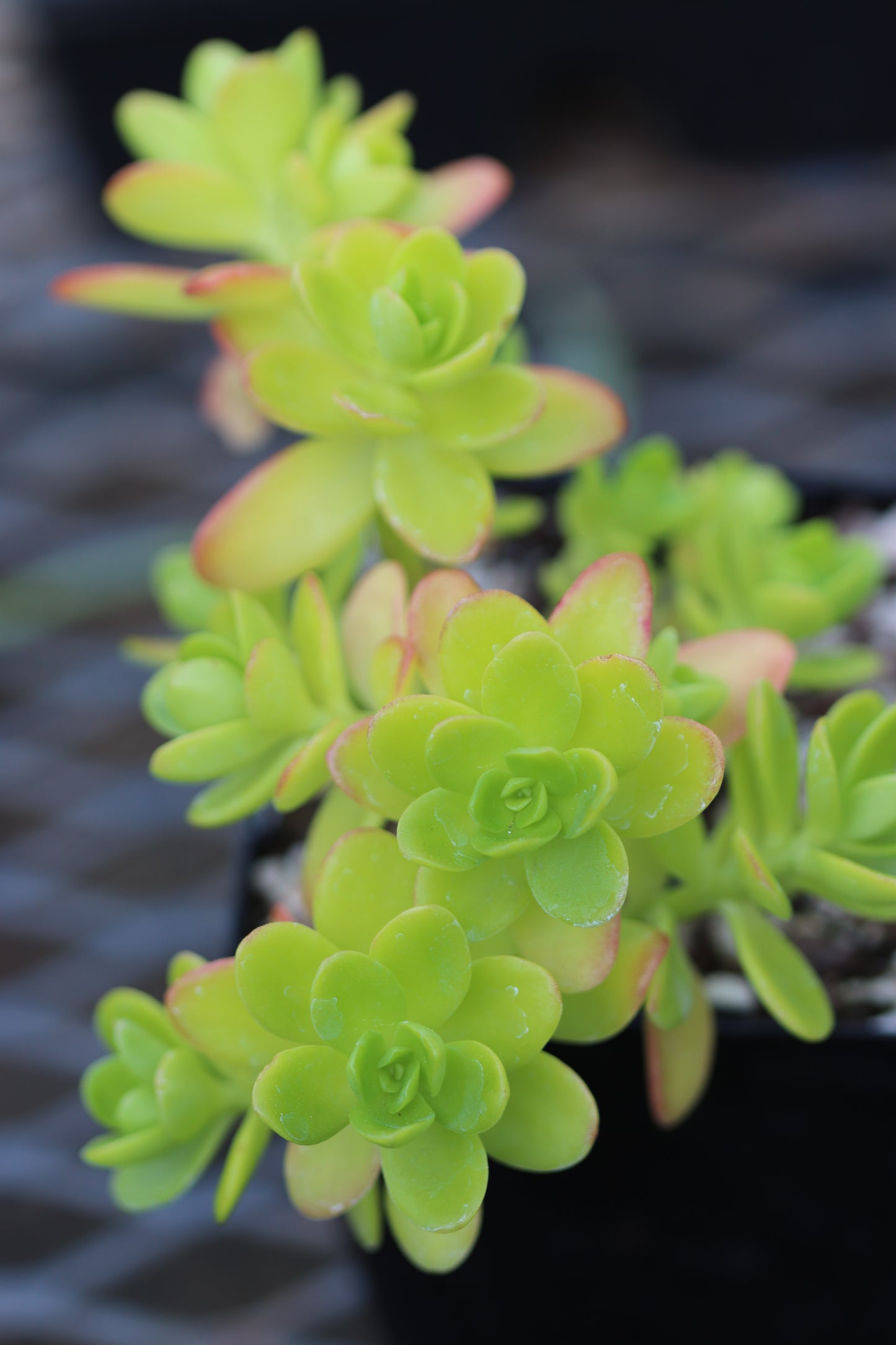 *RETAIL - Sedum confusum