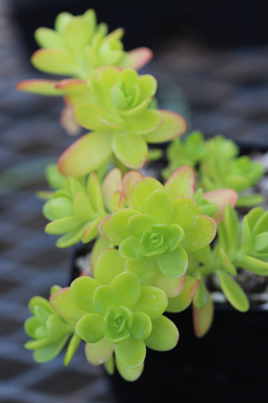 *RETAIL - Sedum confusum