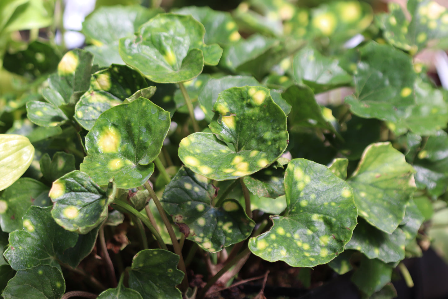 *RETAIL - Farfugium japonicum 'Aureomaculatum'
