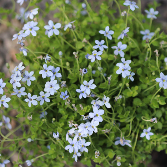 *RETAIL - Isotoma fluviatilis