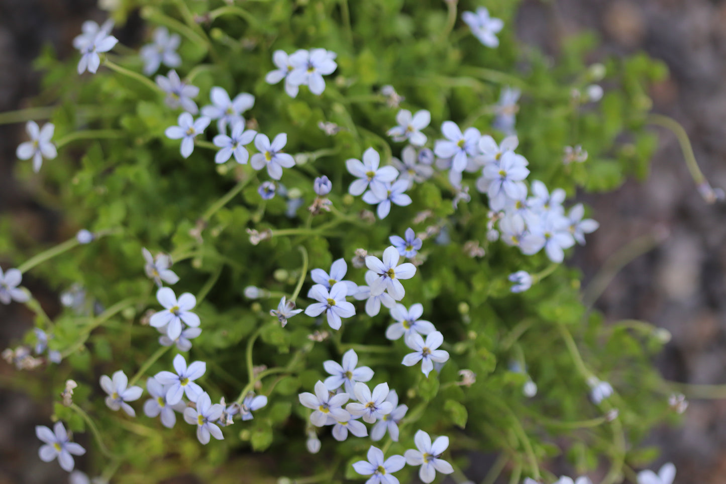 *RETAIL - Isotoma fluviatilis