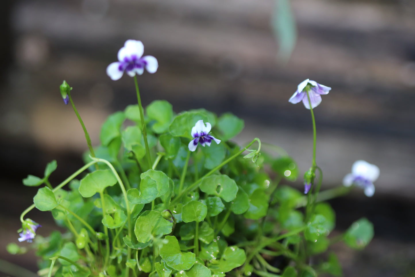 *RETAIL - Viola hederacea